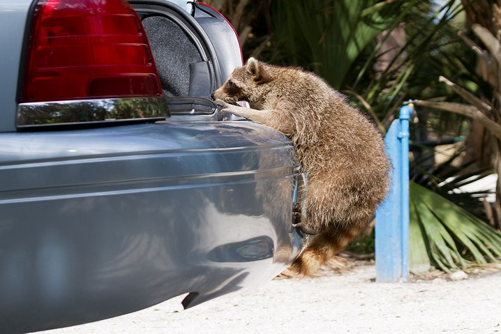 Waschbr Procyon lotor Raccoon Arbeitsfoto